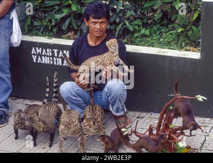 Indonesien, Java - gefüllte Sunda-Leopardenkatze (Prionailurus javanensis) wird auf den Straßen von Baduraden verkauft. Stockfoto