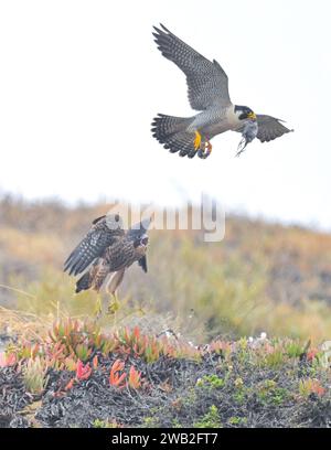 Mum Falke trainiert den Babyfalken USA SPANNENDE Bilder einer Mutter Wanderfalke, die ihr Kind mit Nahrung verführt, um ihm die Jagd beizubringen Stockfoto