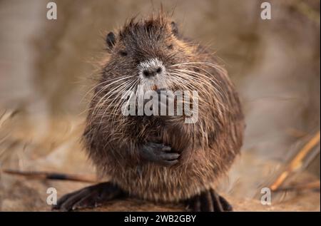 Der Fluss Nutria ist ein größeres Nagetier aus der Nutria-Familie Stockfoto