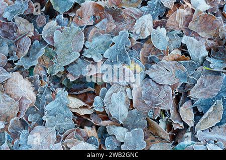 Eine Reihe von Herbstblättern, die auf einem Waldboden liegen, der von starkem Frost bedeckt ist. Stockfoto