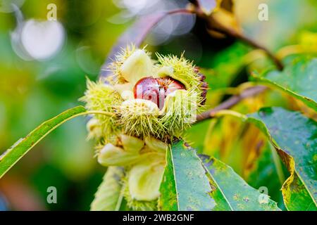 Tautropfen auf drei reife süße Kastanien in einer offenen Schale auf einem Baum in der Herbstsonne. Stockfoto