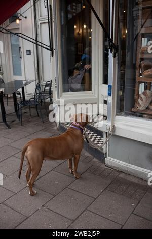 DOD wartet geduldig auf seinen Besitzer vor einer Gail's Bakery in Wimbledon Village im Südwesten Londons SW19, England, Großbritannien Stockfoto