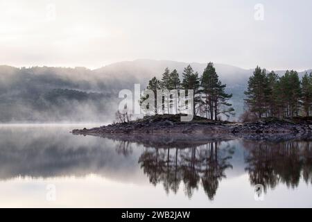 Frühmorgendlicher Winternebelfrost und schottische Kiefern. Highlands, Schottland Stockfoto