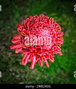 Eine leuchtende, orange-rote Ingwerblüte hebt sich inmitten des üppigen grünen Grases hervor Stockfoto