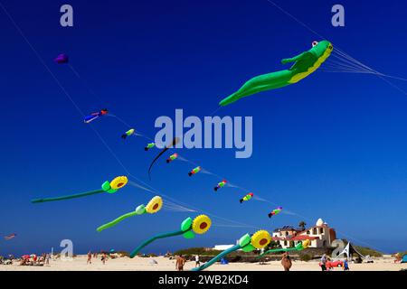 Drachenfliegen, Strand La Concha, El Cotillo, Fuerteventura, Kanarische Inseln, Spanien. Stockfoto