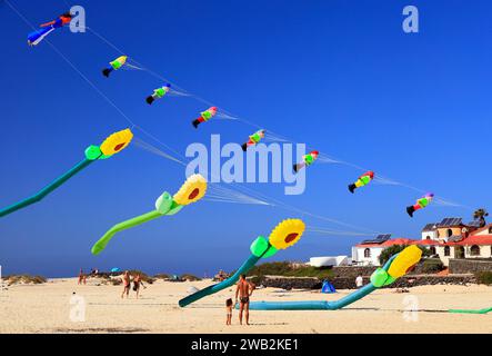 Drachenfliegen, Strand La Concha, El Cotillo, Fuerteventura, Kanarische Inseln, Spanien. Stockfoto