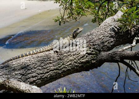 Ein australischer Wasserdrache, der sich auf einem Baumstamm in Parsley Bay, Vaucluse, Sydney, New South Wales, Australien befindet Stockfoto