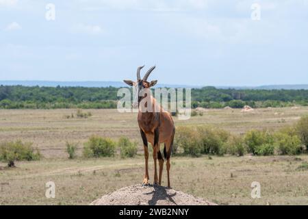 Topi steht auf Termitenhügel Stockfoto