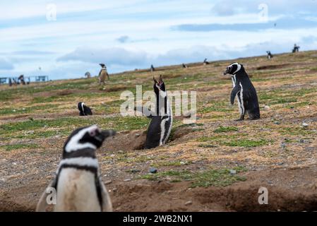 Pinguin Reserve auf der Insel Magdalena in der Magellan-Straße. Stockfoto