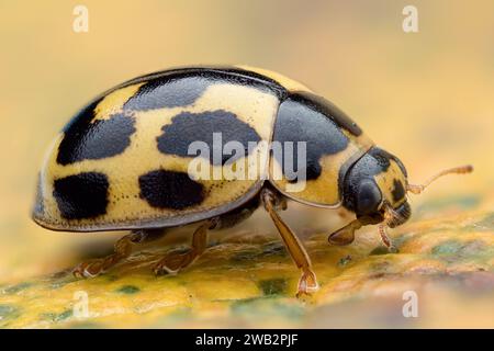 22-fleckiger Marienkäfer (Psyllobora 22-punctata) in Ruhe auf Blatt. Tipperary, Irland Stockfoto