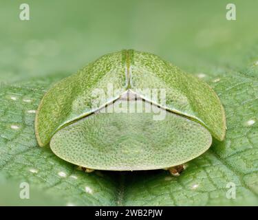 Frontalansicht des Grünen Schildkrötenkäfers (Cassida viridis). Tipperary, Irland Stockfoto