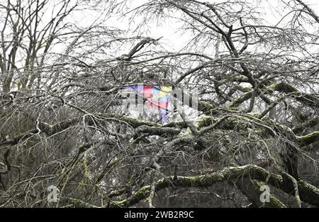 Brighton UK 8. Januar 2024 - Ein farbenfroher Drachen steckt in einem Baum im Queens Park Brighton während eines Schneeschwehens, als die Temperaturen in ganz Großbritannien nach dem jüngsten nassen Wetter und der Überschwemmung sinken : Credit Simon Dack / Alamy Live News Stockfoto