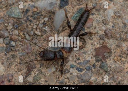 Euembiodea, Webspinner Stockfoto