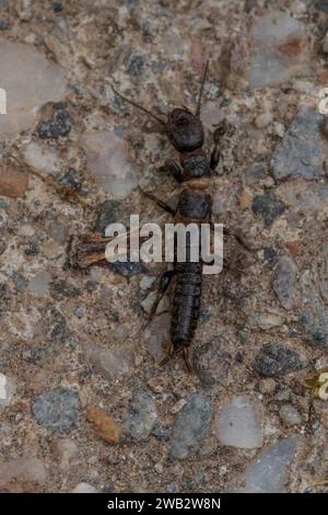 Euembiodea, Webspinner Stockfoto