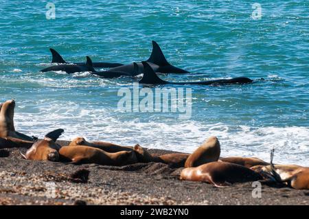 Die Familie Orca jagt Seelöwen an der paragonischen Küste, Patagonien, Argentinien Stockfoto