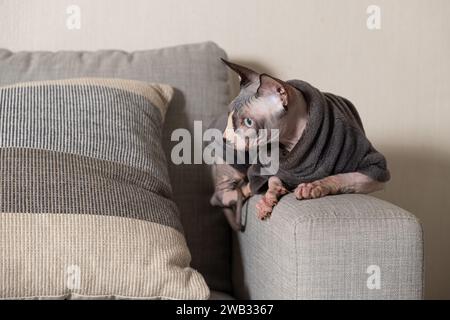 Kanadische Sphynx-Katze in Kleidung in grauem, warmem Body zu Hause. Stockfoto