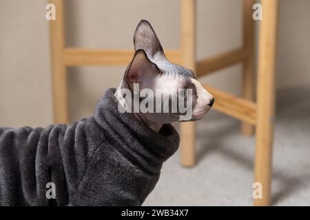 Porträt einer kanadischen Sphynx-Katze im warmen grauen Kleidungs-Body. Kleidung für Haustiere. Stockfoto