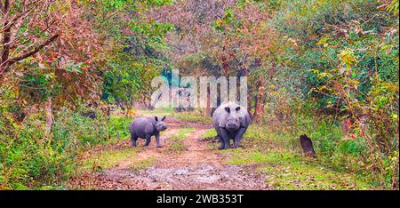 Ein weibliches großes indisches Nashorn überquert zusammen mit seinem Jungen einen Feldweg im Pobitora Wildlife Sanctuary in Assam, Indien. Stockfoto