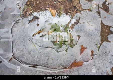 Ein gefrorenes Feld in Tetcice, Region Brünn, Tschechische Republik, 8. Januar 2024. Das aktuelle Frostwetter kann in einigen Gebieten zu Schäden an Winterfrüchten führen. (C Stockfoto