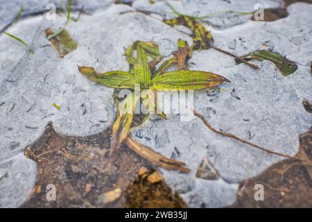 Ein gefrorenes Feld in Tetcice, Region Brünn, Tschechische Republik, 8. Januar 2024. Das aktuelle Frostwetter kann in einigen Gebieten zu Schäden an Winterfrüchten führen. (C Stockfoto