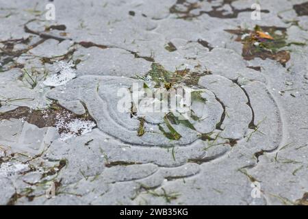 Ein gefrorenes Feld in Tetcice, Region Brünn, Tschechische Republik, 8. Januar 2024. Das aktuelle Frostwetter kann in einigen Gebieten zu Schäden an Winterfrüchten führen. (C Stockfoto