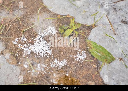 Ein gefrorenes Feld in Tetcice, Region Brünn, Tschechische Republik, 8. Januar 2024. Das aktuelle Frostwetter kann in einigen Gebieten zu Schäden an Winterfrüchten führen. (C Stockfoto