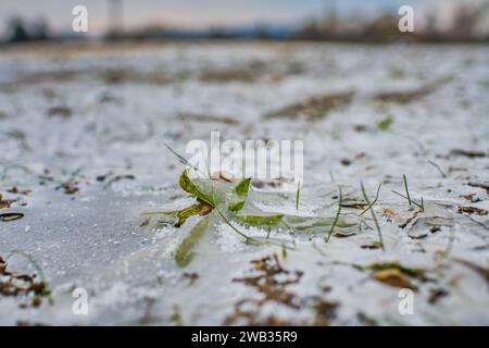 Ein gefrorenes Feld in Tetcice, Region Brünn, Tschechische Republik, 8. Januar 2024. Das aktuelle Frostwetter kann in einigen Gebieten zu Schäden an Winterfrüchten führen. (C Stockfoto