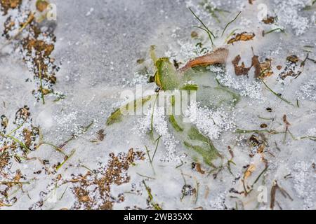 Ein gefrorenes Feld in Tetcice, Region Brünn, Tschechische Republik, 8. Januar 2024. Das aktuelle Frostwetter kann in einigen Gebieten zu Schäden an Winterfrüchten führen. (C Stockfoto