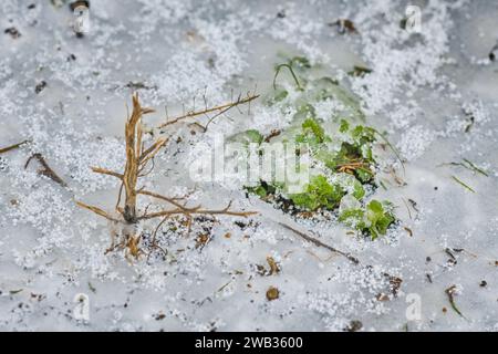 Ein gefrorenes Feld in Tetcice, Region Brünn, Tschechische Republik, 8. Januar 2024. Das aktuelle Frostwetter kann in einigen Gebieten zu Schäden an Winterfrüchten führen. (C Stockfoto