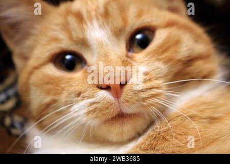 Niedliche rote Katze, die in die Kamera schaut, mit komischem Gesicht. Nasennaht im Fokus und unfokussiertem Gesicht. Niedliches Haustier. Stockfoto