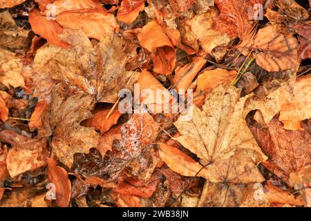 Ein Blick von oben auf trockene braune Blätter in einem Haufen im Herbst Stockfoto
