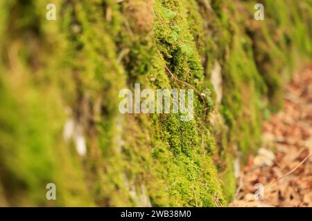 Eine Nahaufnahme von grünem Moos auf Steinen in einem Wald Stockfoto