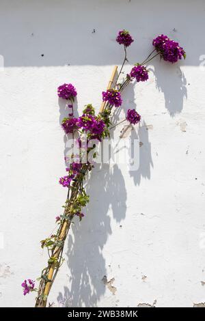 Junger Zweig von Bougainvillea, klettert an der weißen Wand. Violette, frische Blüten im Frühling. Intensives Sonnenlicht. Kassiopi, Korfu, Griechenland. Stockfoto