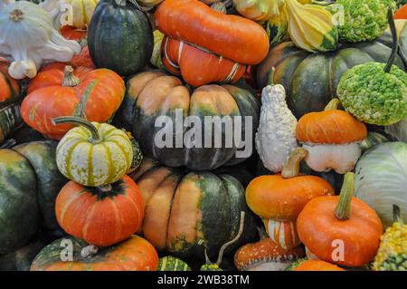 Eine große Auswahl an bunten Cucurbita-Sorten, d.h. Kürbisse auf dem Rigaer Zentralmarkt, Riga, Estland. Stockfoto