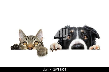 Lustiges Haustier-Banner. Katze und Border Collie Hund hängen seine Pfoten über einem weißen Rohling. Isoliert auf weißem Hintergrund Stockfoto