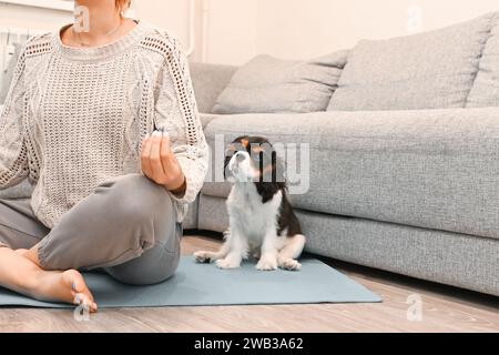 Der kleine Kavalier Charles King Spaniel Hündchen sitzt neben der Gastgeberin und macht zu Hause Yoga Stockfoto