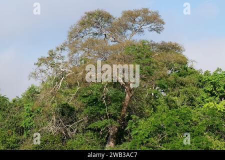 Morgennebel auf dem Amana River, einem Amazonas-Nebenfluss, Bundesstaat Amazonas, Brasilien Stockfoto