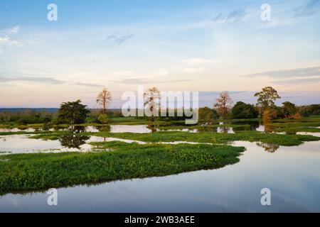 Laguna bei Sonnenaufgang, Bundesstaat Amazonas, Brasilien Stockfoto