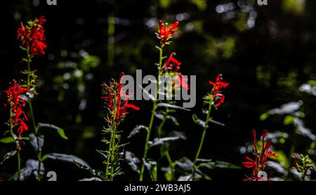 Eine lebendige Darstellung von Kardinalblumen, die sich in den warmen Sonnenstrahlen eines schönen sonnigen Tages sonnen Stockfoto