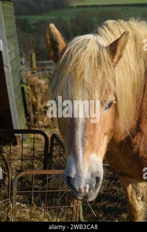 Nahaufnahme eines Haflinger-Pony, der Heu isst, am Wintertag England UK Stockfoto