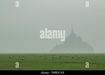 Schafe 'pré-salé' (Salzwiese) in der Bucht von Mont-Saint-Michel in der Normandie, Westfrankreich Stockfoto
