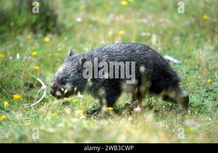 Wombat, Tasmanien, Australien Stockfoto