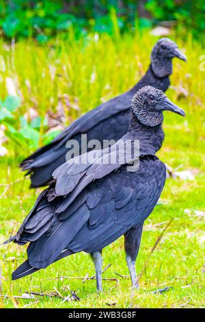 Ein Paar Tropische Schwarze Geier Coragyps Atratus Brasiliensis Auf Den Mangroven Und Pouso Beach Gras In Der Natur Von Ilha Grande Rio De Janeiro Braz Stockfoto