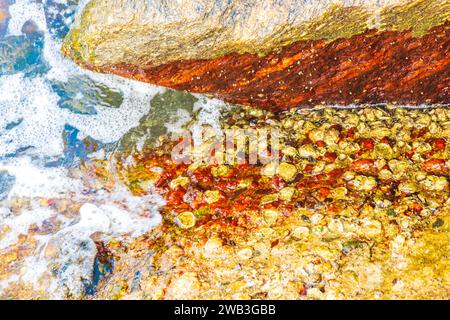 Rock Boulder Im Wasser, Der Vollständig Aus Muscheln Muscheln Am Flamengo Beach In Rio De Janeiro Brasilien Besteht. Stockfoto