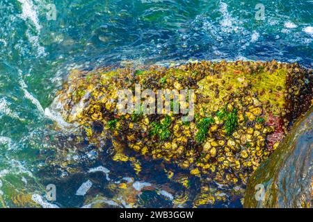 Rock Boulder Im Wasser, Der Vollständig Aus Muscheln Muscheln Am Flamengo Beach In Rio De Janeiro Brasilien Besteht. Stockfoto