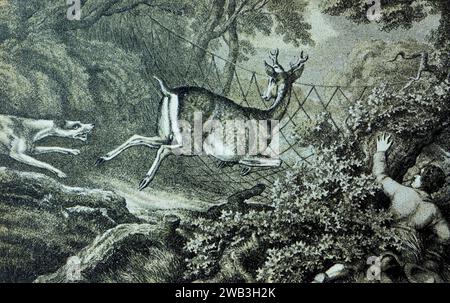 Toiling a Buck: Aus einer Reihe alter monochromer Sportdrucke aus den Stichen von Samuel Howitt, die ursprünglich zwischen 1798 und 1800 veröffentlicht wurden. Howitt war ein englischer Maler, der in Öl und Aquarellen arbeitete, Tiere malte, Jagdszenen, Pferderennen und Landschaften. Er war auch Radierer, Illustrator und Kupferstecher. Das ist von einem kleinen Abdruck fotografiert. Stockfoto