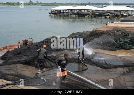 GHANA, Asutsuare, Volta River, Tilapia Fischzuchtfarm des chinesischen Unternehmens China Fujian Fischzuchtfarm des Gewächshauses International Development Ghana Ltd., afrikanischer Arbeiter reinigt die Netze aus den Teichen / GHANA, Volta Fluß, Tilapia, Buntbarsch, Fischzuchtfarm einer chinesischen Firma, Afrikaner reinigen die Netze aus den Teichen Stockfoto