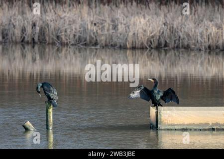 Kormorane Phalacrocorax carbo, große dunkle Taucher Seevögel mit hakengespitzten Seebögeln, die auf Barschen im See trocknen Stockfoto