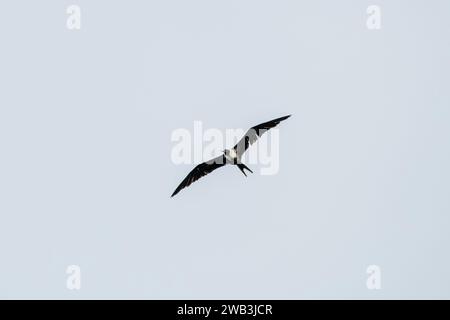 Kleiner Frigatebird (Fregata ariel) beobachtet in Waigeo in West Papua, Indonesien Stockfoto