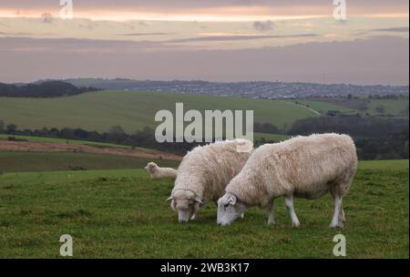 Schafe im South Downs National Park Stockfoto